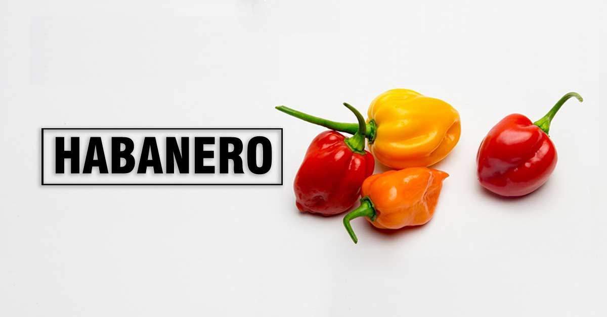 Habanero Pepper: Heat, Flavor, and Health Benefits