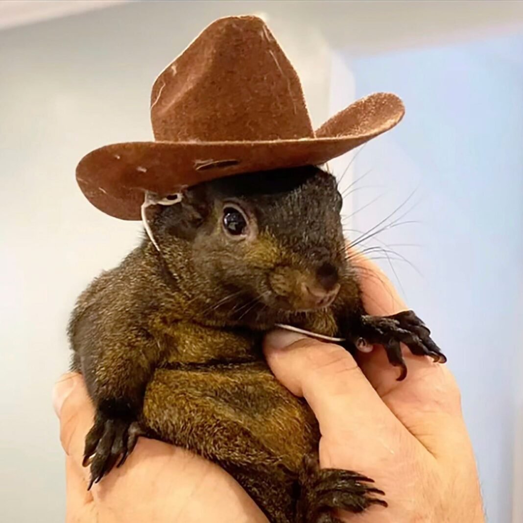Wallet Squirrel Review 2025: A Legit Path to Financial Freedom?